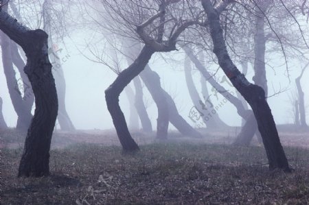 风景树木艺术摄影雾气