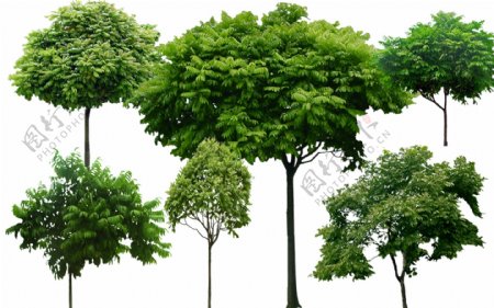 绿色树木园林景观素材图片