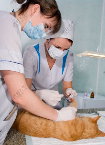 给猫咪做手术的医生图片