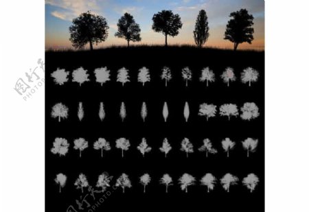 20种大树树木剪影图案PS笔刷素材