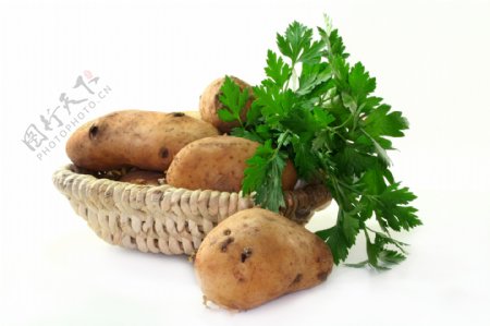 土豆芹菜图片