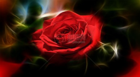 一株漂亮的红玫瑰