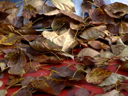 秋天落叶摄影图片