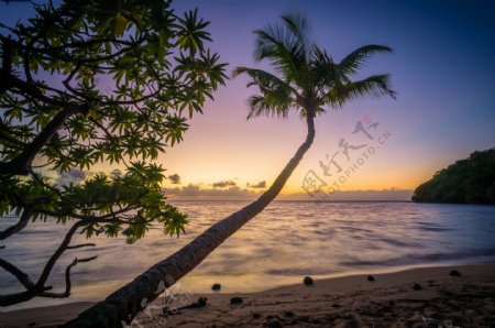 黄昏下海边椰树风景图片