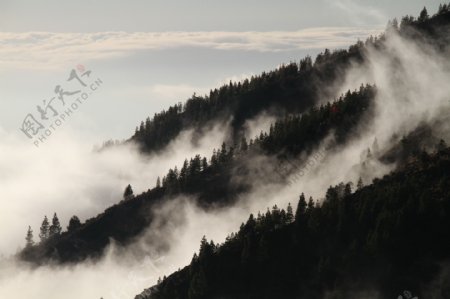 唯美云雾树林风景图片