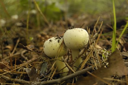 野生蘑菇破土而出图片