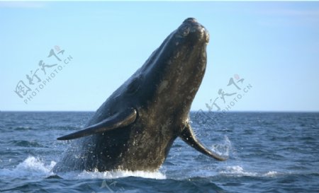 大海里的鲸