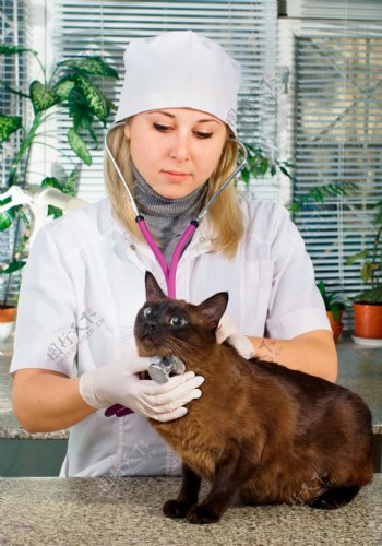 给猫咪看病的美女医生图片