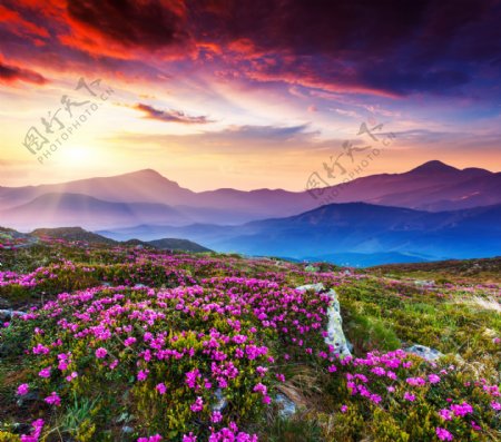 夕阳下开满花朵的山地