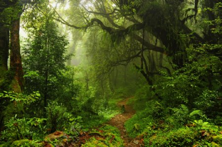 热带雨林树木风景