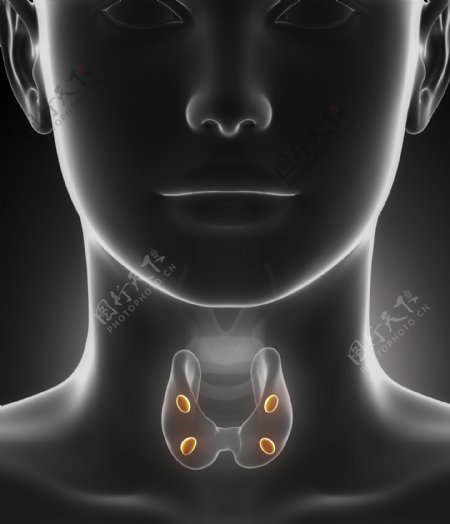 女性咽喉器官图片