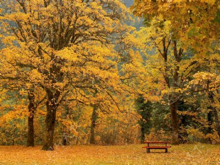 秋天枫树风景图片