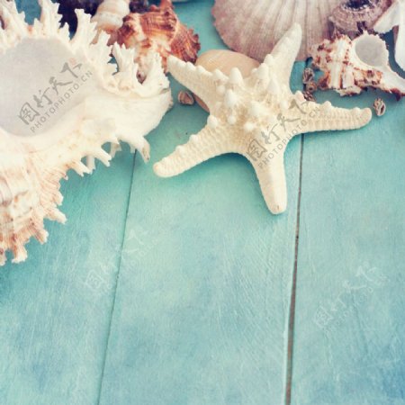 海螺海星贝壳木板背景