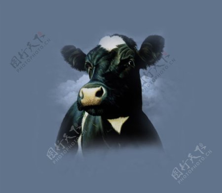 位图动物动物特写奶牛色彩免费素材