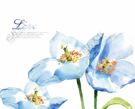 蓝色水彩花卉