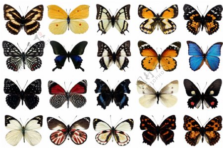 20种ps格式蝴蝶平面图