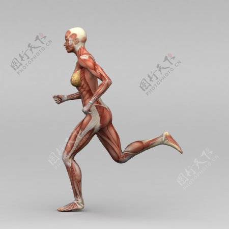 跑步女人肌肉组织图片