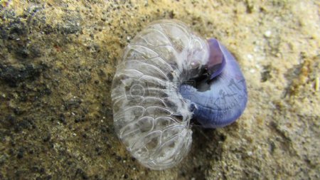 海滩上的海蜗牛
