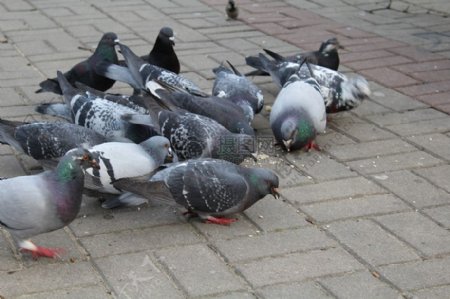 广场上啄食的鸽子