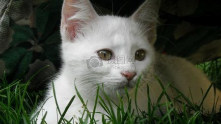 一只白色的猫咪
