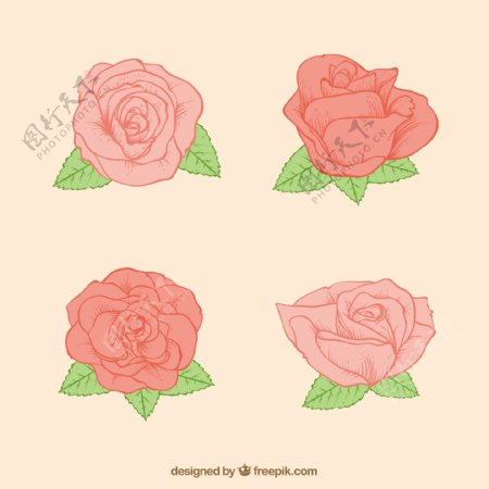 四朵玫瑰素描