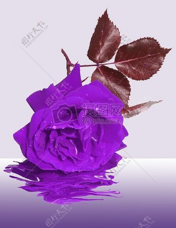 紫色玫瑰的倒影