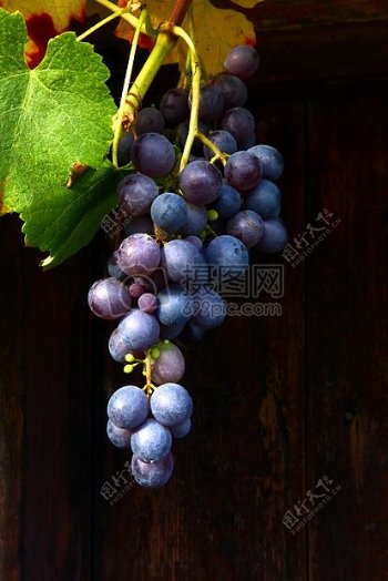 可口的新鲜葡萄