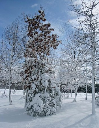 冬天的雪地与树木