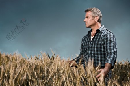 麦田里的农民图片