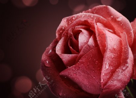 粉色玫瑰花背景免费下载
