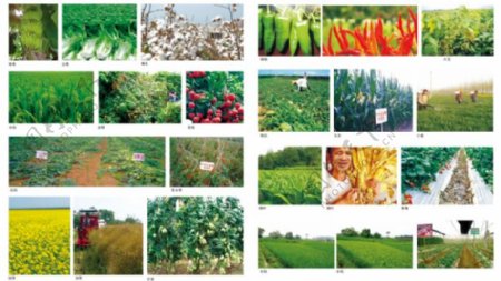 蔬菜与作物图片
