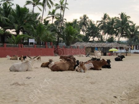 沙滩上的奶牛