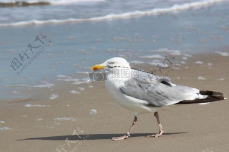 海滩上的小鸟