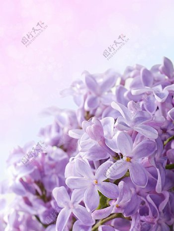 紫色小花背景