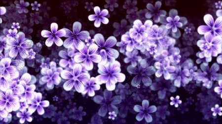 紫色花朵视频素材