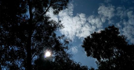 逆光的蓝天树林视频