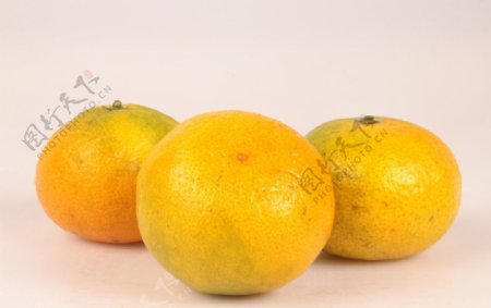 橘子东江蜜橘柑橘