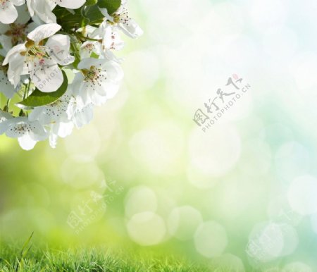 绿草清爽白色樱花