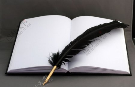 打开的书和羽毛钢笔