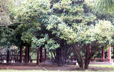 曹操公园树木