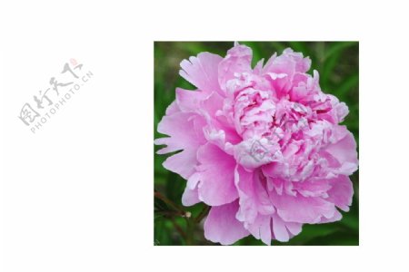 粉色牡丹花朵png元素素材