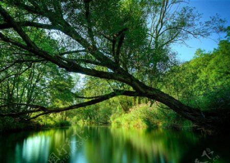 平静的水面和横在水面上的绿树
