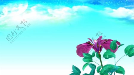 蓝天背景花朵盛开动态视频素材