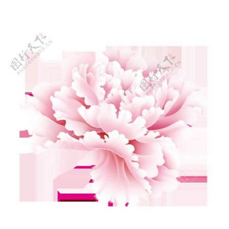 粉色牡丹花图案素材