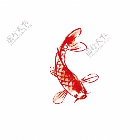 简约红色水彩鲤鱼图案元素