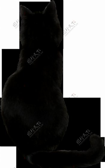 黑猫后背图免抠png透明素材