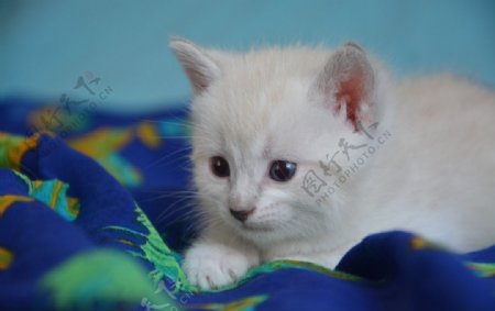 可爱白色小猫