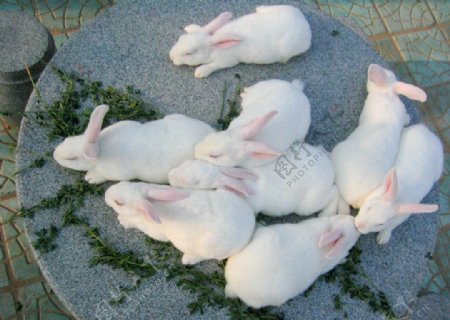 獭兔纯白宝宝们
