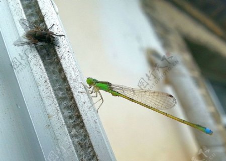 绿蜻蜓