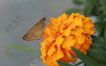 黄色菊花上的蝴蝶